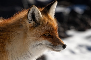 Obraz premium Red fox in the mountains