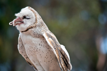 the barn owl has just eaten a rat and the tail is in its mouth