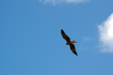 the black kite is soaring in the air