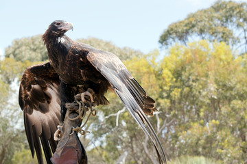 the wedge tail eagle is using his wings to balance