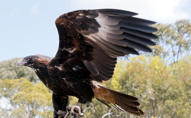 the wedge tail eagle is using his wings to balance