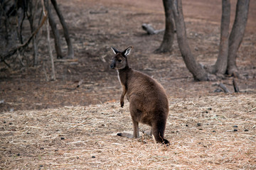 the kangaroo island-kangaroo is looking over its shoulder