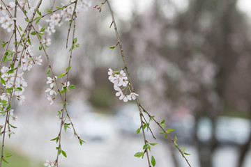 Beautiful spring flowers with colorful bokeh