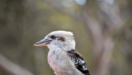this is a side view of a laughing kookaburra