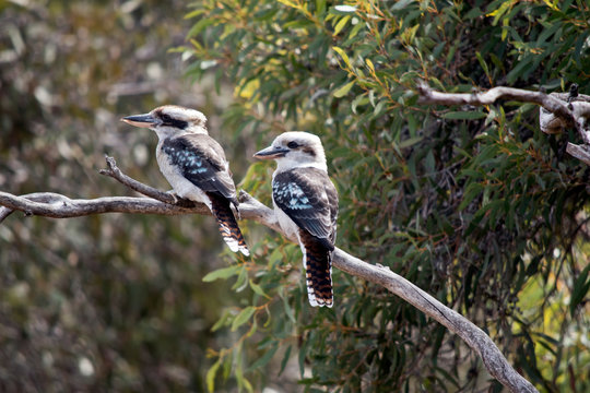 the two laughing kookaburras are resting on a tree branch