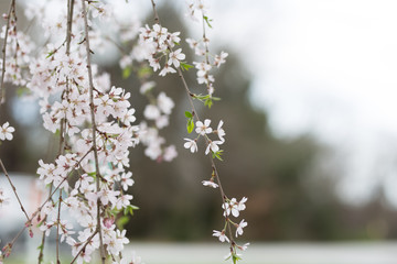 Beautiful spring flowers with colorful bokeh