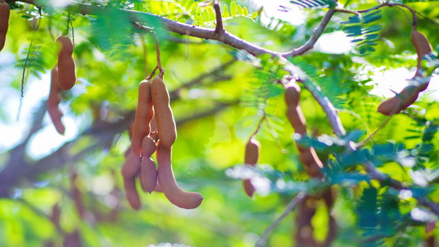 Natural Raw tamarind fruit hang on the tamarind tree in the garden with natural background.Tropical fruits in Thailand.