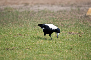 the magpie is on the grass