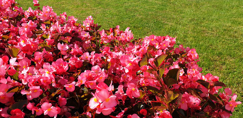 Pink flowers Begonia cucullata on the background of green grass. Panorama.