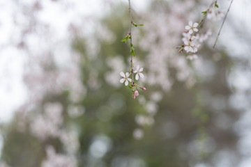 Beautiful spring flowers with colorful bokeh