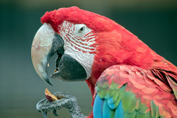 this is a side view of a red-and-green macaw