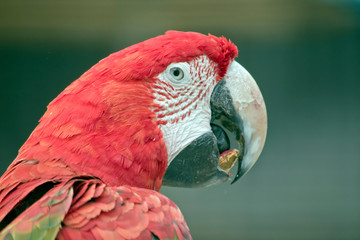 this is a side view of a red-and-green macaw