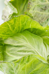 新鮮採れたて！春キャベツ