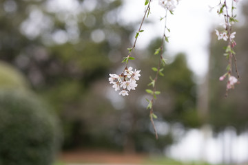 Beautiful spring flowers with colorful bokeh