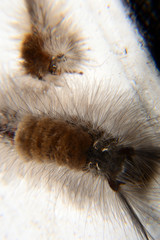 caterpillar with brown fur on the back