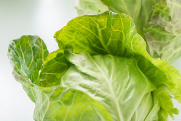 新鮮採れたて！春キャベツ