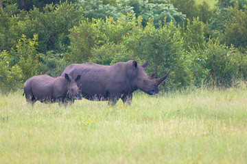 Mutter und Kalb Nashorn in der grünen Savanne, Nationalpark Afrika