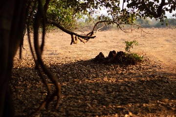 tree in desert