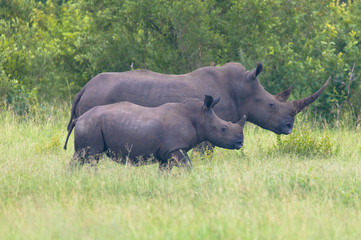 Fototapeta premium Mutter und Kalb Nashorn, Seitenansicht, Krüger Nationalpark, Südafrika
