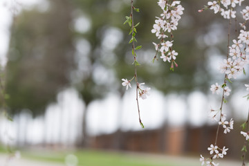 Beautiful spring flowers with colorful bokeh