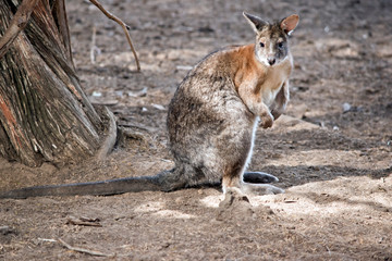 the red necked pademelon is standing on its hind legs