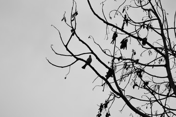a collection of birds perched on a leafless tree