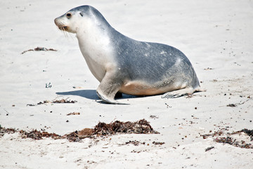 this is a side view of a young sea lion