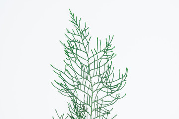 Creative layout made of papers and leaves Flat lay. Minimal nature concept.