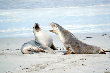 the sea lions are having a disagreement