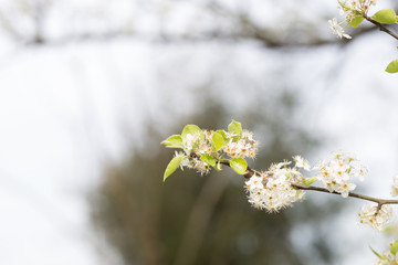 Beautiful spring flowers with colorful bokeh