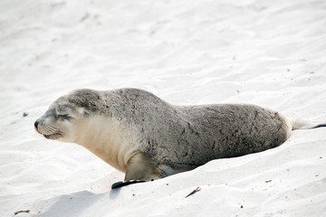 the sea lion is resting in the sand