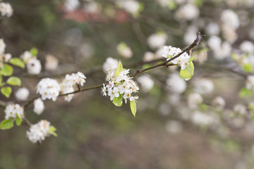 Beautiful spring flowers with colorful bokeh