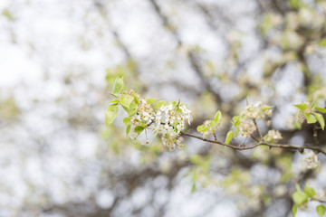 Beautiful spring flowers with colorful bokeh