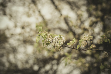 Beautiful spring flowers with colorful bokeh