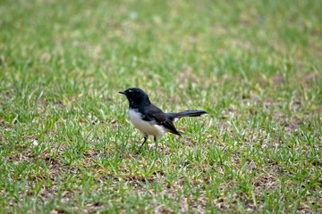 this is a side view of a willy wagtail