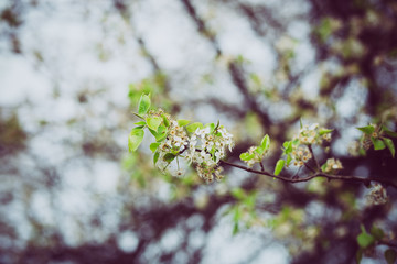 Beautiful spring flowers with colorful bokeh