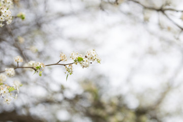 white cherry blossom