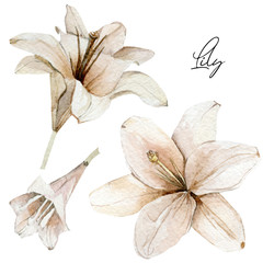 Watercolor flowers lilies set. Hand drawn illustration of dry floral, dasty botanical elements can...