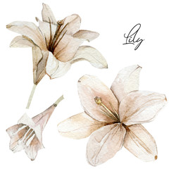 Watercolor flowers lilies set. Hand drawn illustration of dry floral, dasty botanical elements can be used for invitation and greeting cards, posters, party card, banner.