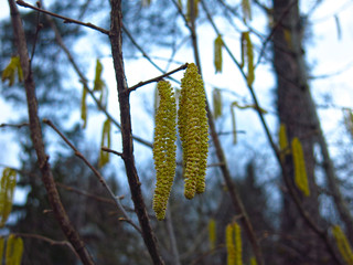 Fototapeta premium long alder catkins hang from a branch