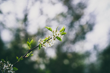 spring flowers of blue sky