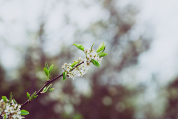 spring blossom in spring