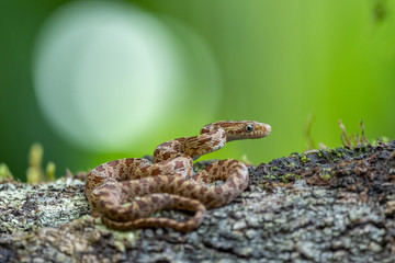 Cloudy Snail Sucker, Sibon nebulatus, snake on green mossy branch. Non venomous snake in the nature habitat. Poisonous animal from South America