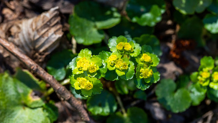 flower in the garden