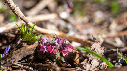 spring flowers in the forest
