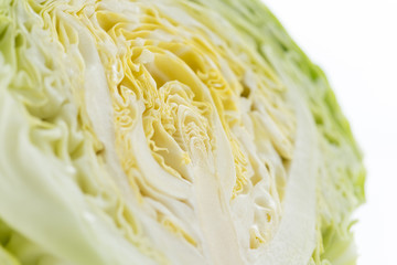 新鮮採れたて！春キャベツ