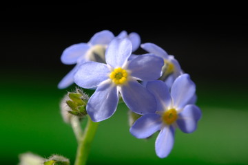 forget me not flower closed up