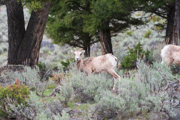 Wild goat in Yellowstone