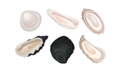 Oyster Shells of Different Shapes Vector Set