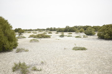 Al Jubail Mangrove park Abu Dhabi,Uae. Recent attraction in Abu Dhabi. 